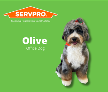 Olive, team member at SERVPRO of St. Augustine, St. Augustine Beach, S. Nocatee and World Golf Village