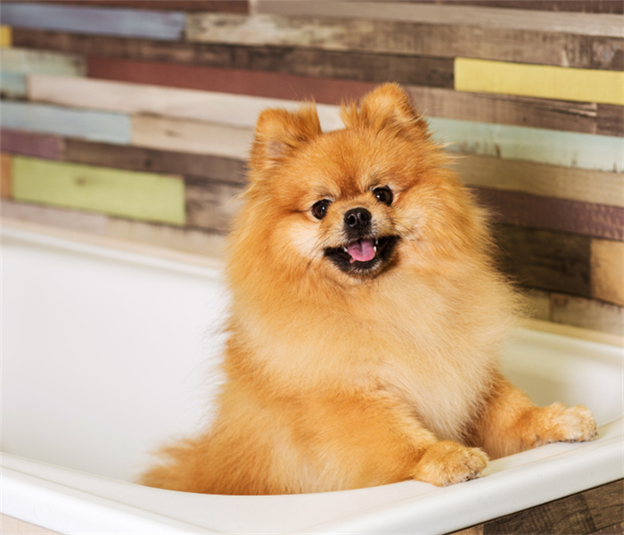 Dog in a bathtub 