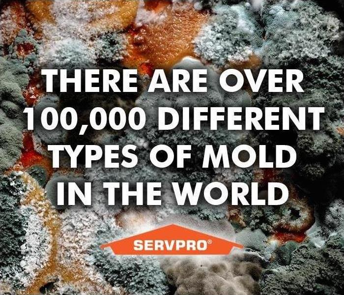SERVPRO Mold Removal Advertisement
