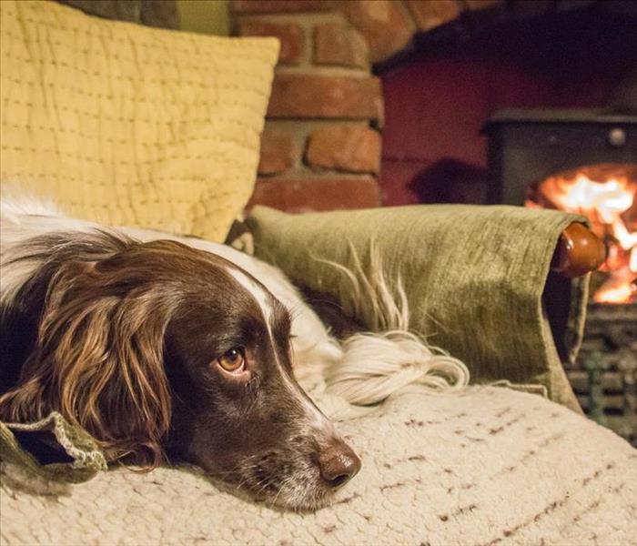 Dog inside home by fireplace